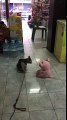 Oyuncak ayıyı nakavt eden kedi