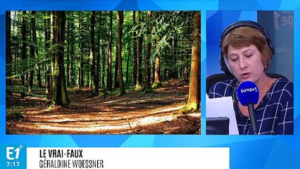 Les arbres activent-ils les cellules contre le cancer ?