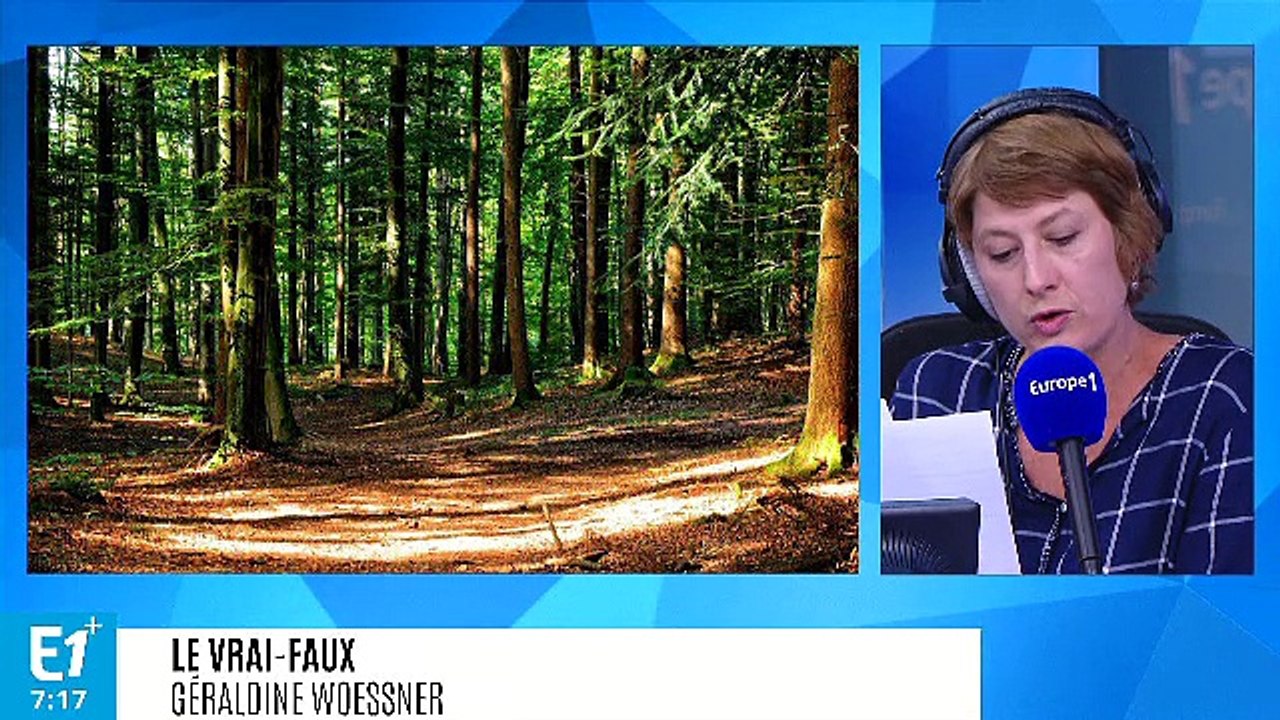 Les arbres activent-ils les cellules contre le cancer ?