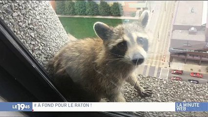 Buzz : Aux Etats-Unis, un raton laveur devient la coqueluche des réseaux sociaux - Découvrez pourquoi - VIDÉO
