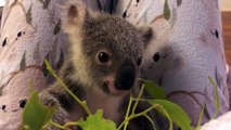 First Orphaned Koala Joey of 'Trauma Season' Munches on Leaves at Australia Zoo