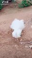 Watch as a white peacock spreads its stunning, snow white tail. (Video: Tik Tok)