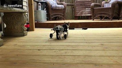 Injured, diaper-wearing kitty gets by with special 'wheelchair' for support
