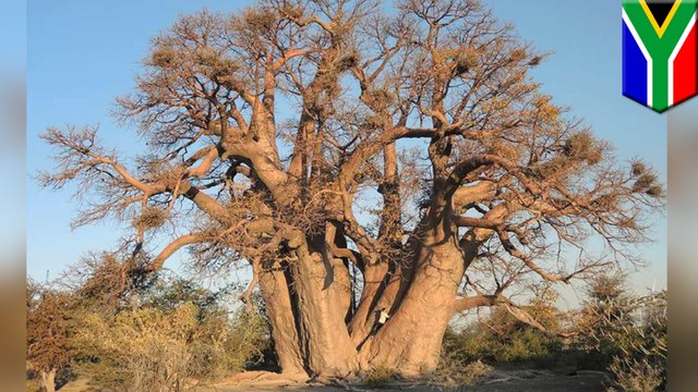 Climate change maybe wiping out thousands-years-old trees