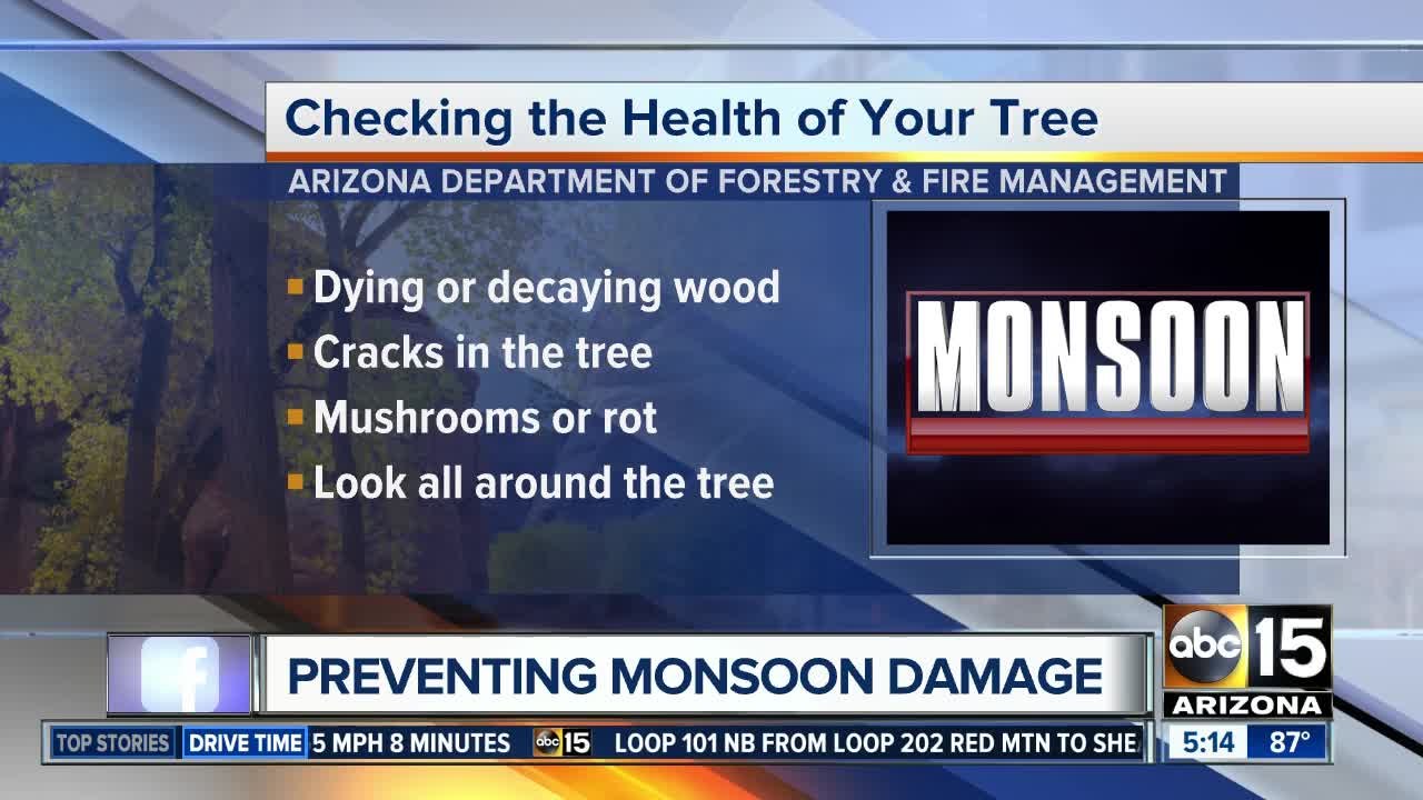 Are your trees ready for the monsoon?