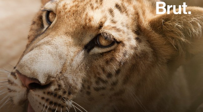 Le ligre, un animal hybride créé par l'homme
