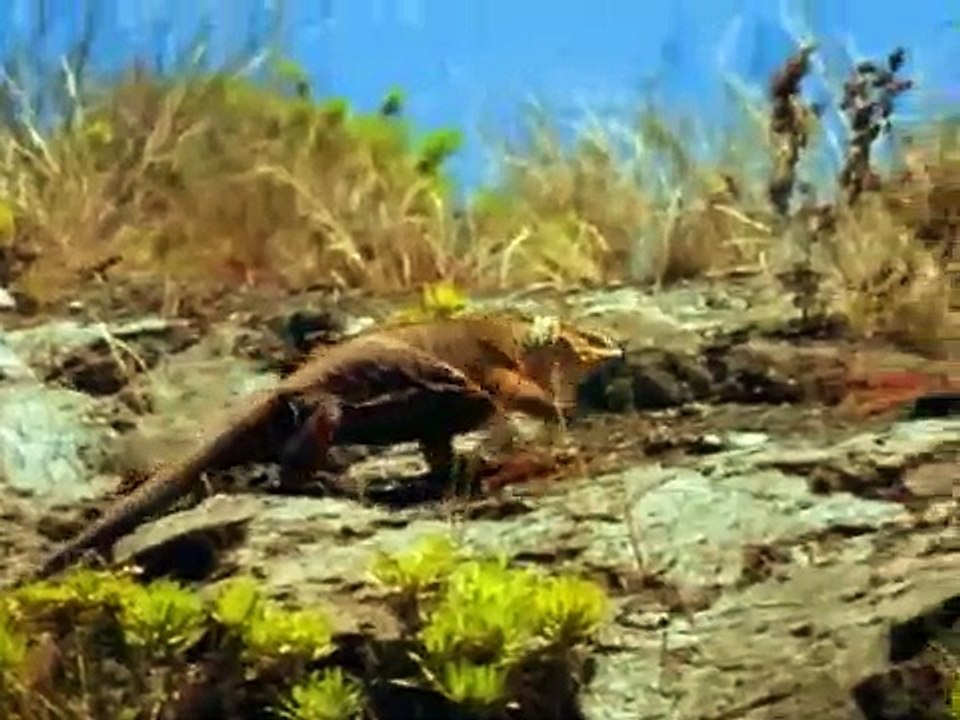 Island of the Dragons - National Geographic