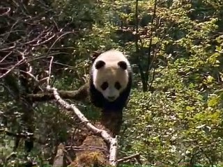 Giant Pandas: The Last Refuge