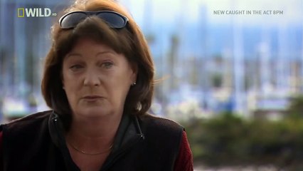 The Whale that Eat Sharks [Ocean Wild]