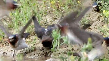 Wild North America - National Geographic Documentary