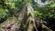 Wild World  Borneo - National Geographic