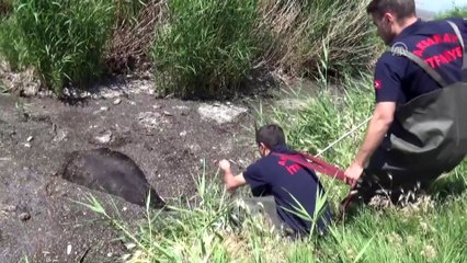 Sazlığa düşen 6 inek kurtarıldı - AKSARAY