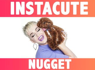 INSTACUTE : Nugget : Le chien star de Katy Perry !