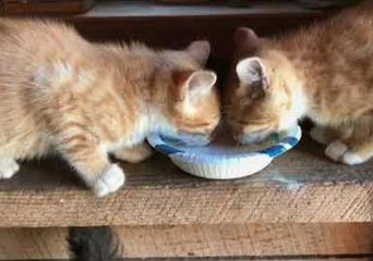 Cuteness Overload as Orphaned Kittens Settle in With Baby Goat Kids