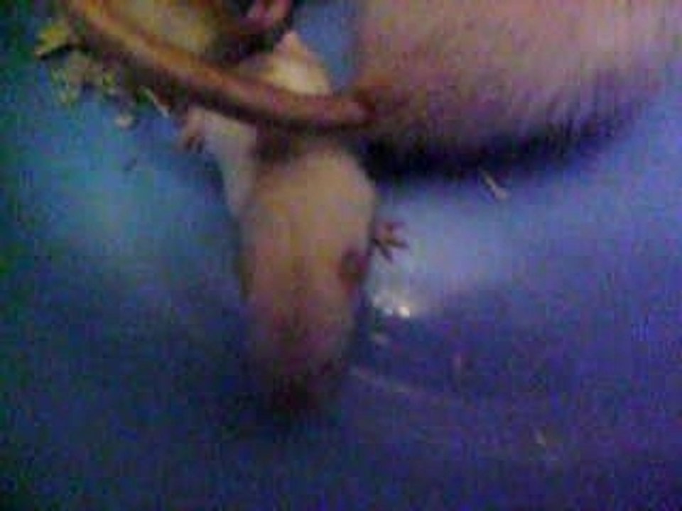 RATS 3 SEMAINES.