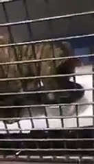 Gato que ninguém queria tocar recuperar milagrosamente