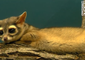 Cincinnati Zoo Welcomes New Fresh-Faced Ring-Tailed Lemur