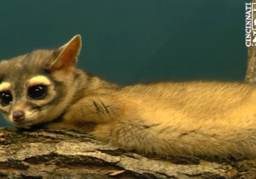 Cincinnati Zoo Welcomes New Fresh-Faced Ring-Tailed Lemur