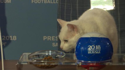 Achilles the World Cup predicting psychic cat