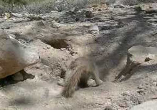 Playful Ground Squirrel Gets Up Close and Personal With Camera in Arizona