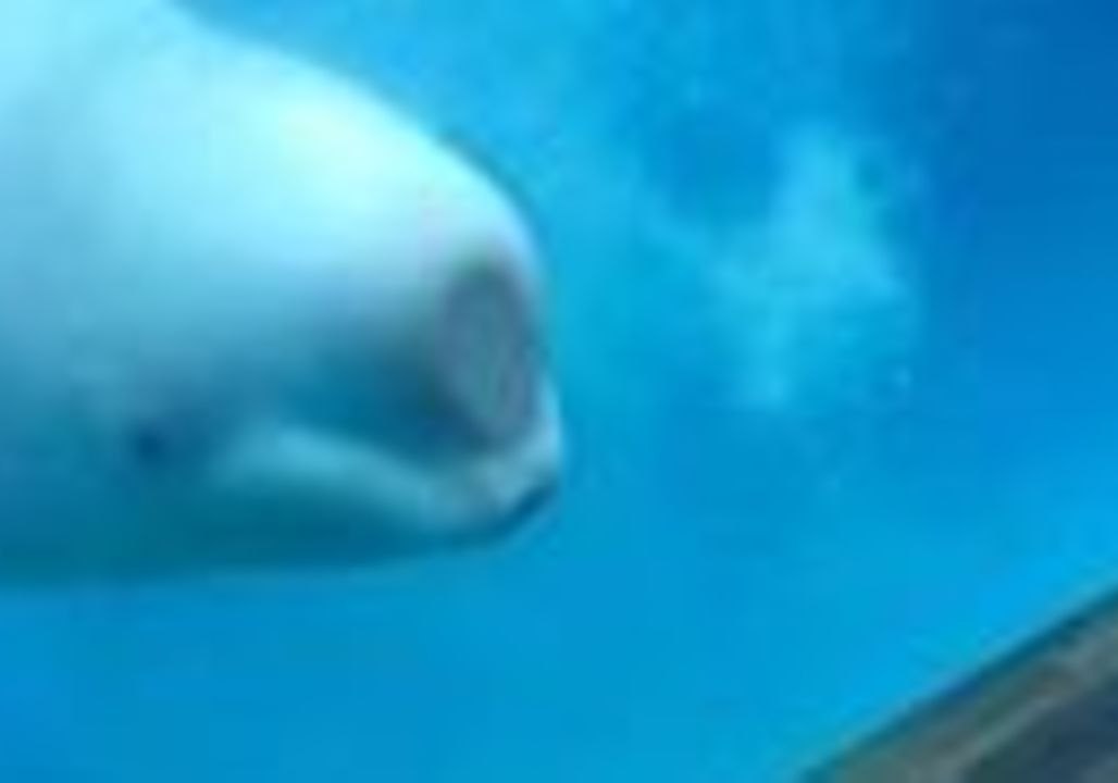 Disturbing Video Alerts Animal Activists to Beluga Whale's Possible Health Problems