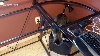 Troller un chat avec une table sans vitre