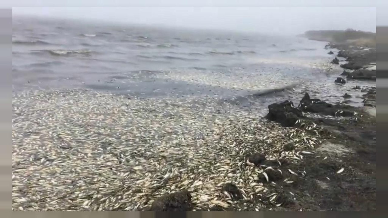 Massensterben von Heringen auf Russlands Sachalin-Insel