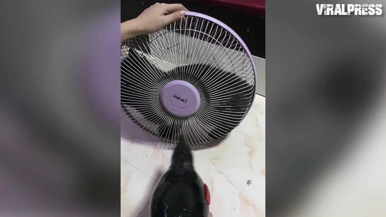 Cat Cooling Off Inside Fan