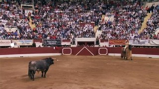 Signes du toro - Signes du toro - Férias de Nîmes et Vic Fezensac 2018