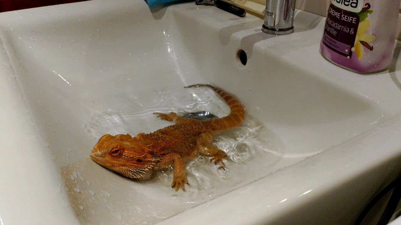 Bearded dragon having fun whilst splashing
