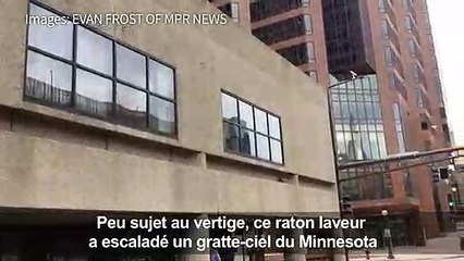 Etats-Unis: un raton laveur sauvé après une escalade périlleuse