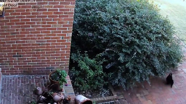 Relatable Animal Pet Peeves | Funny Pet Videos | #thatpetlife