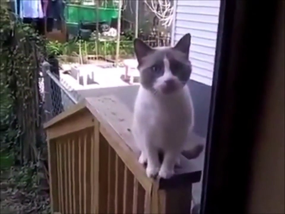 Funny Cats Video 2018 # 7