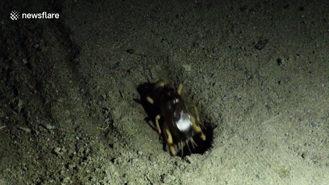 Listen to largest and loudest cricket in the world perform buzzing call