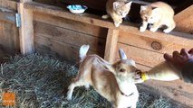 Cuteness Overload as Orphaned Kittens Settle in With Baby Goat Kids