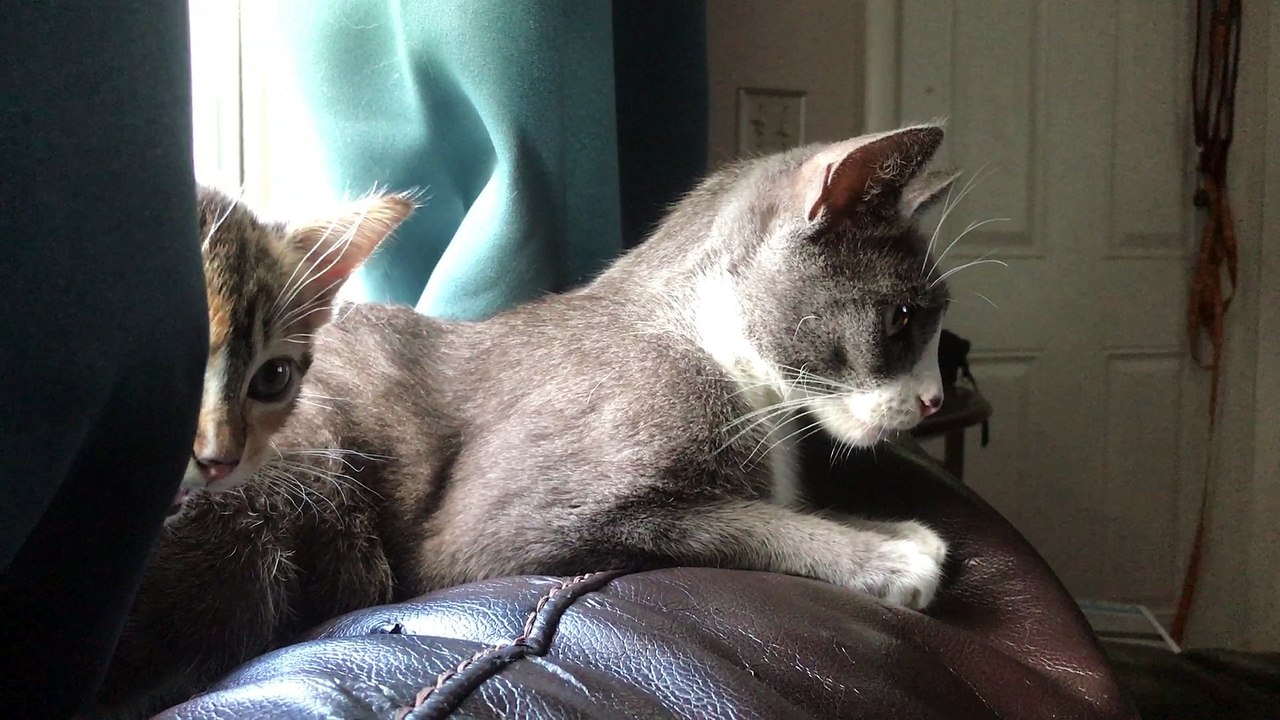 Mama cat making sure her babies new friend is friendly