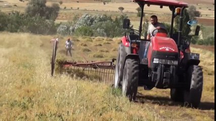 Batmanlı Çiftçilerin Ramazan Ayında Zorlu Hasat Mesaisi
