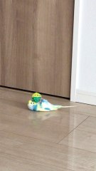 Just a Bird and His Ball