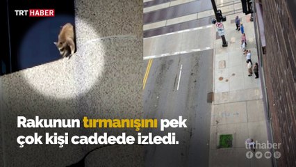 ABD'de bir rakun 23 katlı gökdelene tırmandı