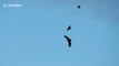 Crows chase after bald eagle with a baby crow in its talons