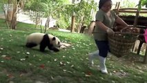 Тяжелая работа с милыми пандами