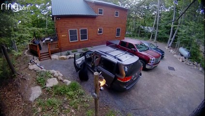 Un ours à la recherche de nourriture rentre dans une voiture