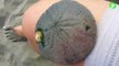 Un animal marin mystérieux avec des milliers de pates : Sand Dollar