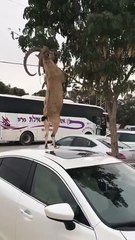 Il retrouve une chèvre debout sur sa voiture, en train de manger des feuilles d'arbre...