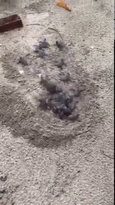 Il creuse un petit trou dans le sable et regardez ce qui en sort... Magnifique