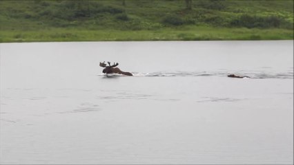Quand un ours prend en chasse un élan et le poursuit jusque dans la rivière en alaska