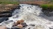 Une lionne se retrouve en fâcheuse posture dans les rapides d'une rivière
