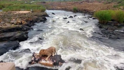 Une lionne se retrouve en fâcheuse posture dans les rapides d'une rivière