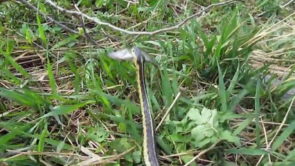 Un enfant sauve un poisson piégé dans la gueule d'un serpent !