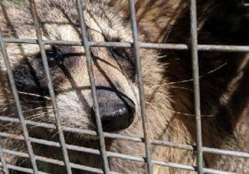 Raccoon That Became Famous for Scaling St Paul Skyscraper Released Into Wild